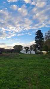 Campo Para Desarrollo Mixto 4.65 Hectareas
